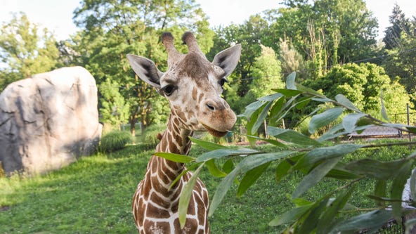 Maryland Zoo giraffe dies unexpectedly