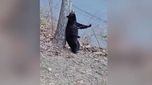 That’s the spot: North Carolina bear enjoys scratching its back on tree in viral video