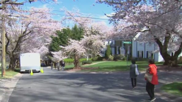Popular neighborhood to view cherry blossoms protesting traffic change