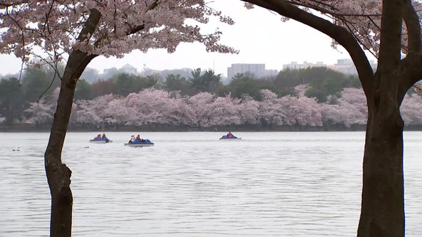 Peak bloom for DC’s famous cherry blossom trees coming to end