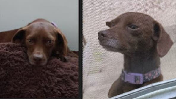 Dog stolen from front porch reunited with owner: Prince George’s County police