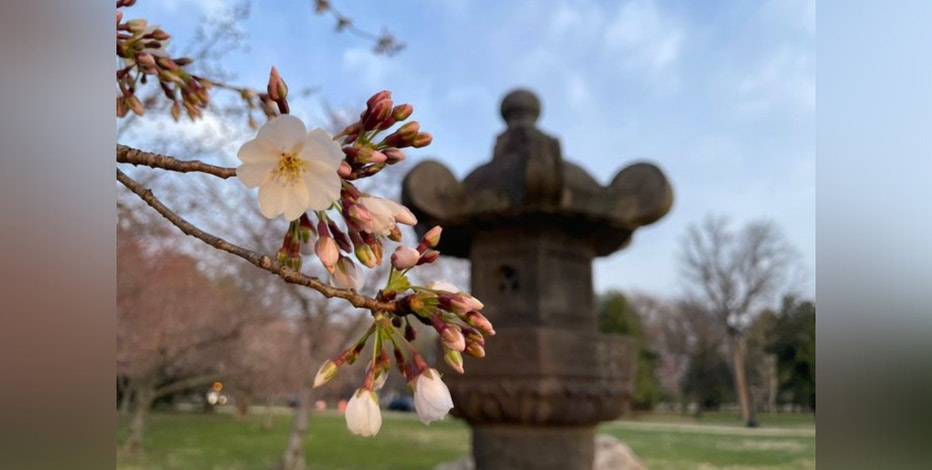 DC cherry blossoms hit stage 5, near peak bloom