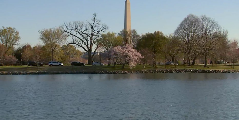 Cherry Blossoms 2023: Beat the crowds with views of DC from the Potomac River