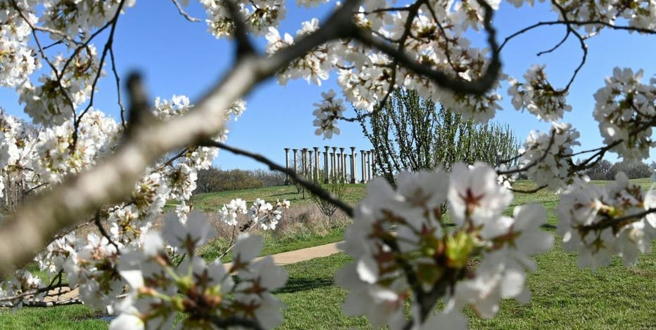 Best spots to see cherry blossoms in DC -- besides the Tidal Basin