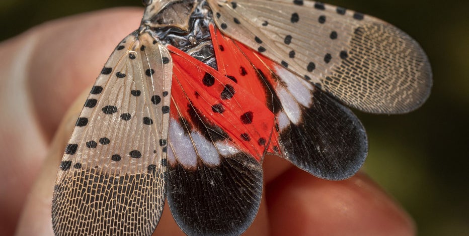 Maryland expands spotted lanternfly quarantine to control spread of invasive species