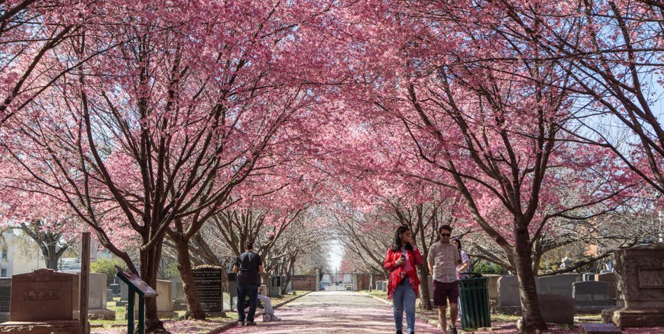 Cherry Blossom Festival and other things to do in DC, Maryland &amp; Virginia