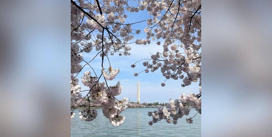 DC's cherry blossoms reach peak bloom