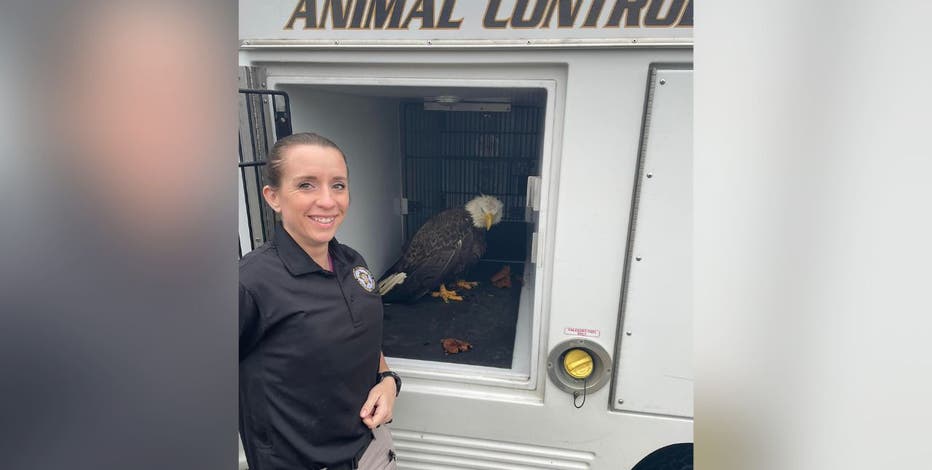 Stafford County deputy rescues eagle found in Wawa parking lot