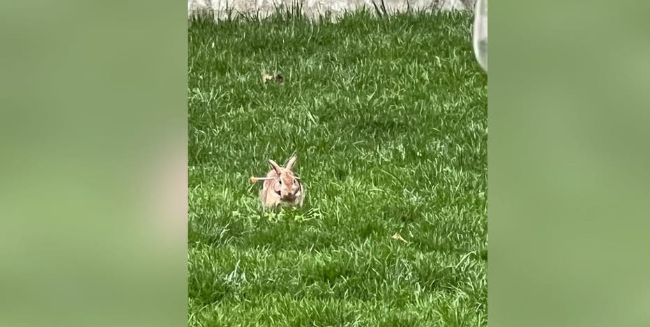 Arlington officials investigating rabbits apparently struck by blow darts
