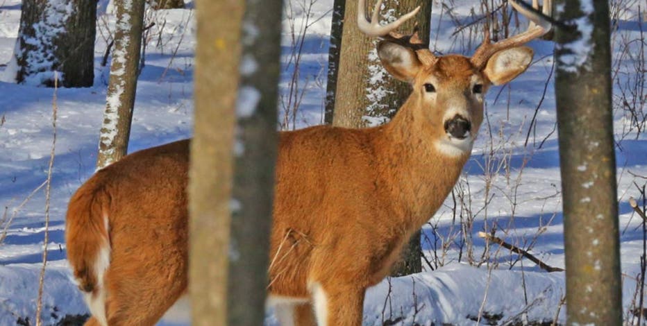 Virginia wildlife experts investigating spread of 'zombie deer disease'