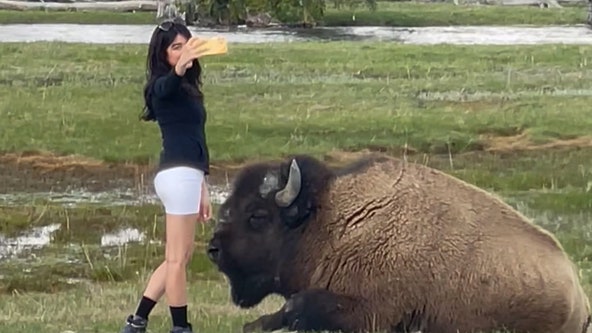 Visitor seen taking selfie dangerously close to bison in Yellowstone National Park