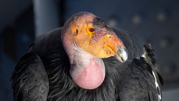Oregon Zoo's high-tech 'smart egg' could help save endangered California condor