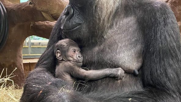 Baby gorilla born at the National Zoo