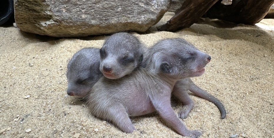 Meerkat pups born at Smithsonian’s National Zoo