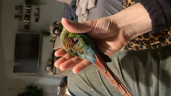 Bird reunited with owners after 49-day odyssey