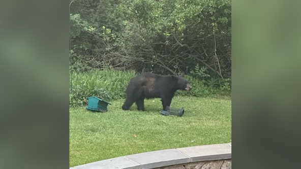 Black bear spotted in Hyattsville