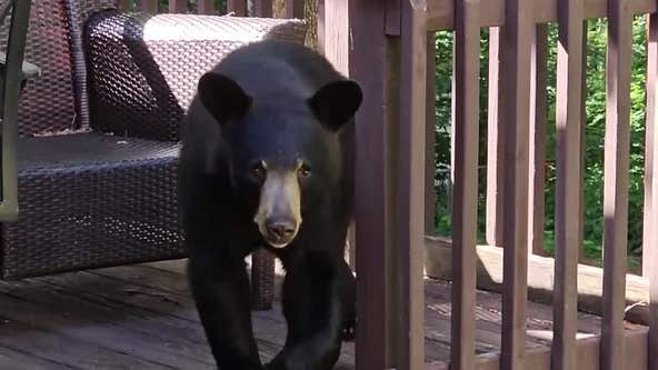 Bear surprises man relaxing outside his home: Video