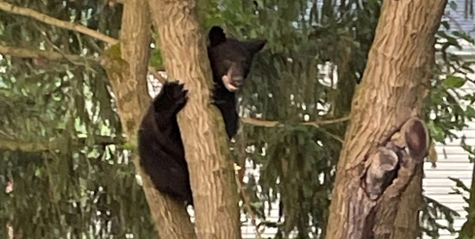 Black bear spotted in Rockville