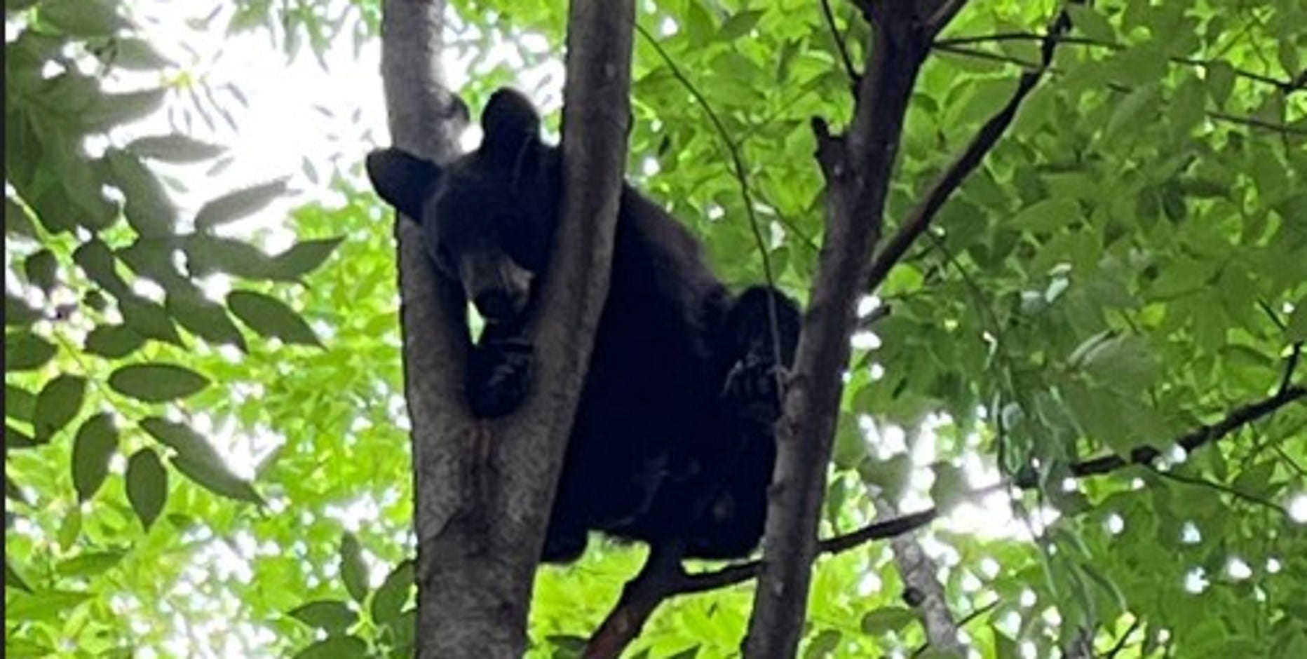 Bear cub removed from tree, euthanized