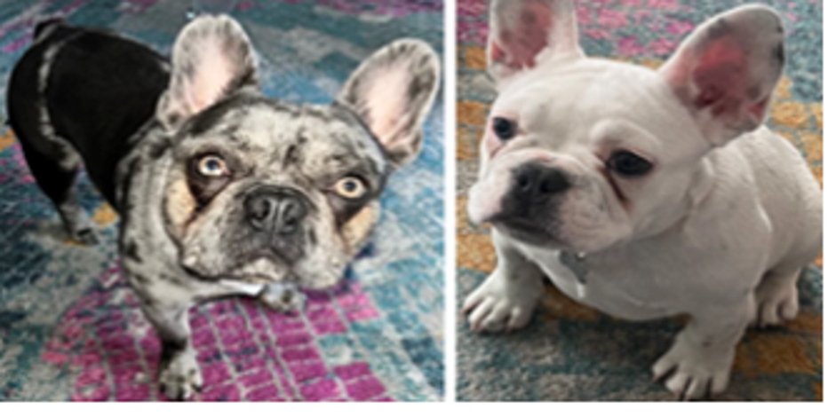 Stolen French bulldogs found, returned to DC family