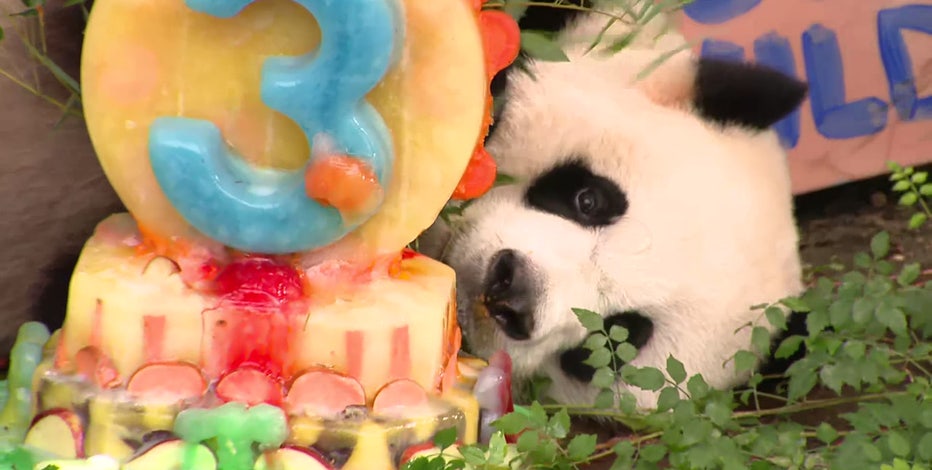Giant Panda Xiao Qi Ji celebrates 3rd birthday at National Zoo