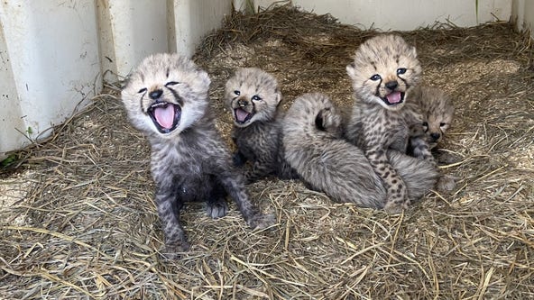 Smithsonian wlcomes five new cheetah cubs born at Conservation Biology Institute in Virgina