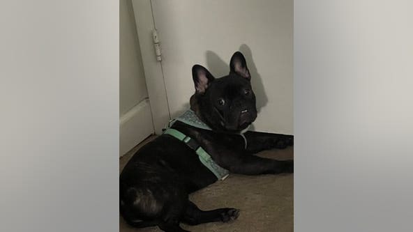 Suspect attempts to steal 3 French bulldogs, leaves with 1 in Springfield home burglary