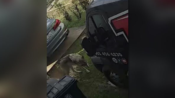 Wolf-dog hybrid spotted roaming parts of Prince George's County