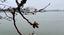 DC Cherry Blossoms: Small green buds mark start of stage 1 on way to peak bloom