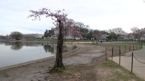 DC cherry blossom tree 'Stumpy' to be cut down