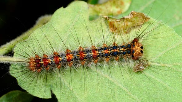 Spongy Moth invasion: Shenandoah National Park gears up for aerial defense