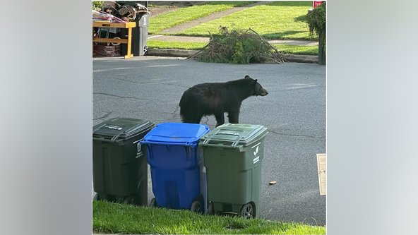 Black bear spotted in Arlington