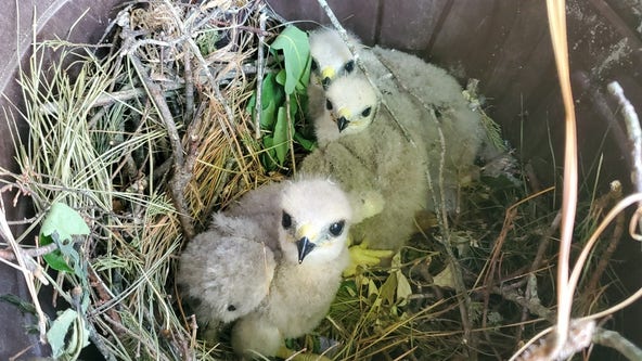 Tree-trimming mishap leaves baby hawks displaced in Maryland homeowner's backyard