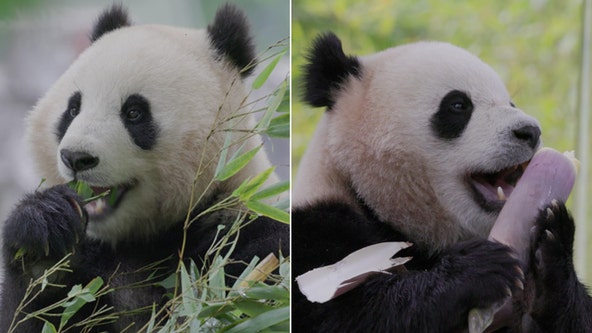 DC's giant pandas Bao Li and Qing Bao make National Zoo public debut