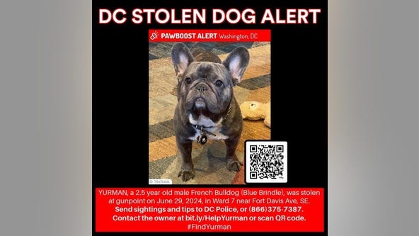 DC police searching for French Bulldog stolen from owner at gunpoint