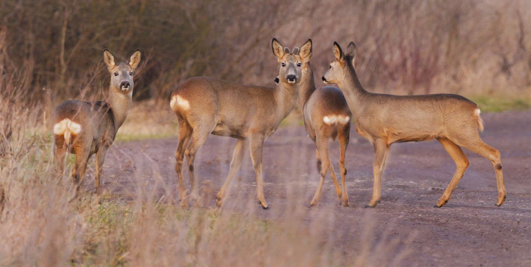 Arlington considers using professional sharpshooters to manage deer population