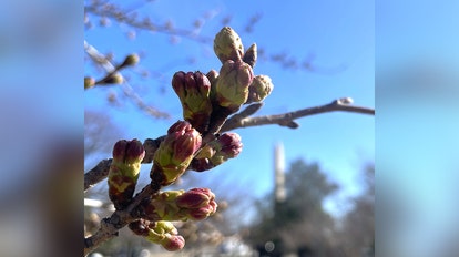 DC's cherry blossom trees reach stage 3 in bloom cycle
