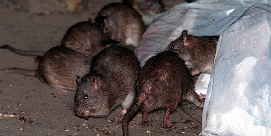 A look at NYC's rat problem, past and present
