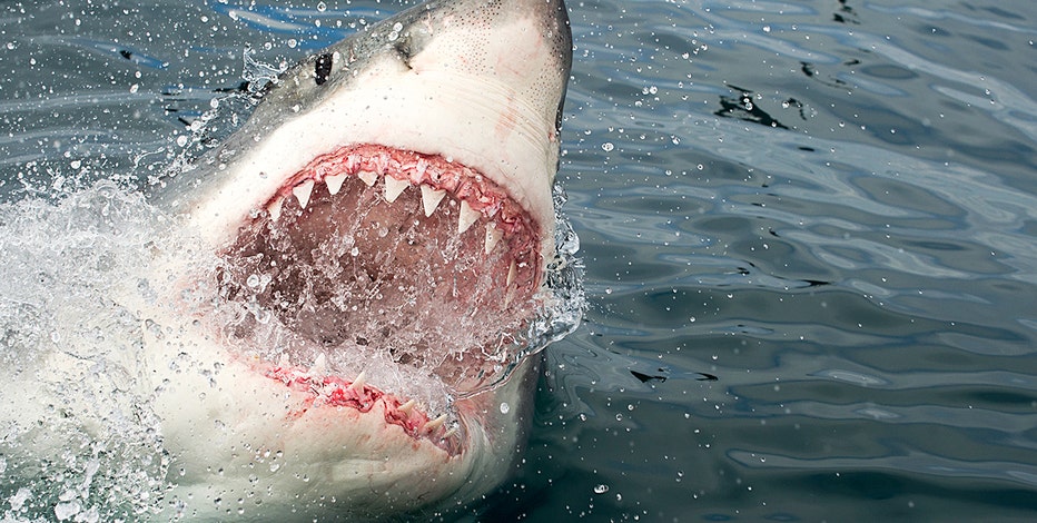 Shark kills New York City woman swimming off coast of Maine