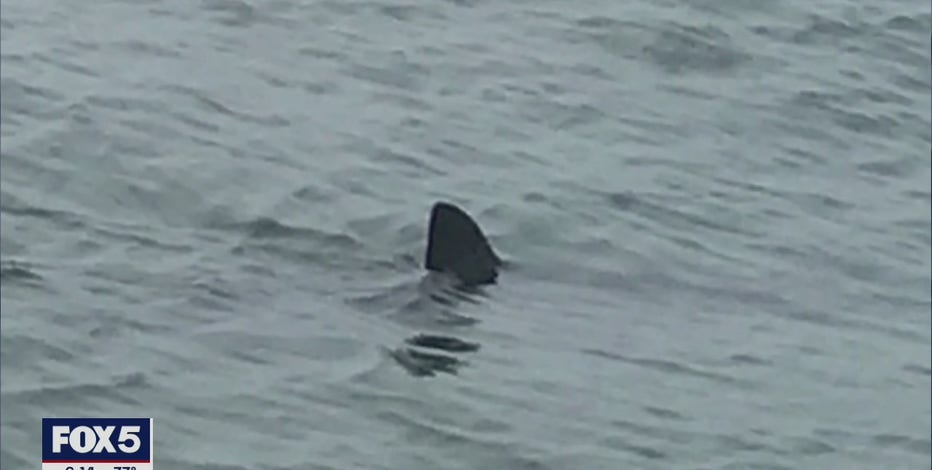 'Shark Patrol' teams monitoring waters off Long Island