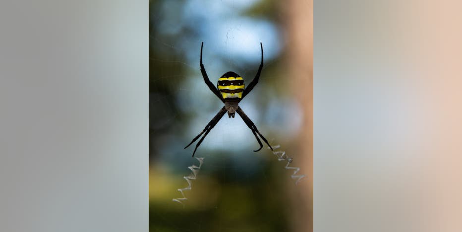Joro spiders invade parts of northern Georgia