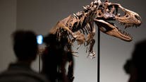 Sotheby's to auction off 76 million-year-old dinosaur skeleton in New York