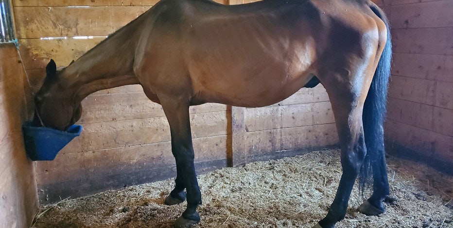 Update on carriage horse that collapsed in Manhattan