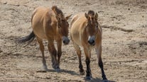 Kurt, world's 1st clone of rare horse, learning 'wild language' from female companion
