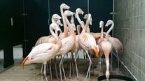 Florida flamingos ride out Hurricane Ian in bathroom
