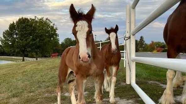 Budweiser welcomes the birth of 2 new Clydesdale foals
