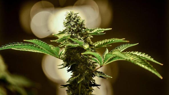 New York cannabis rollout way behind schedule