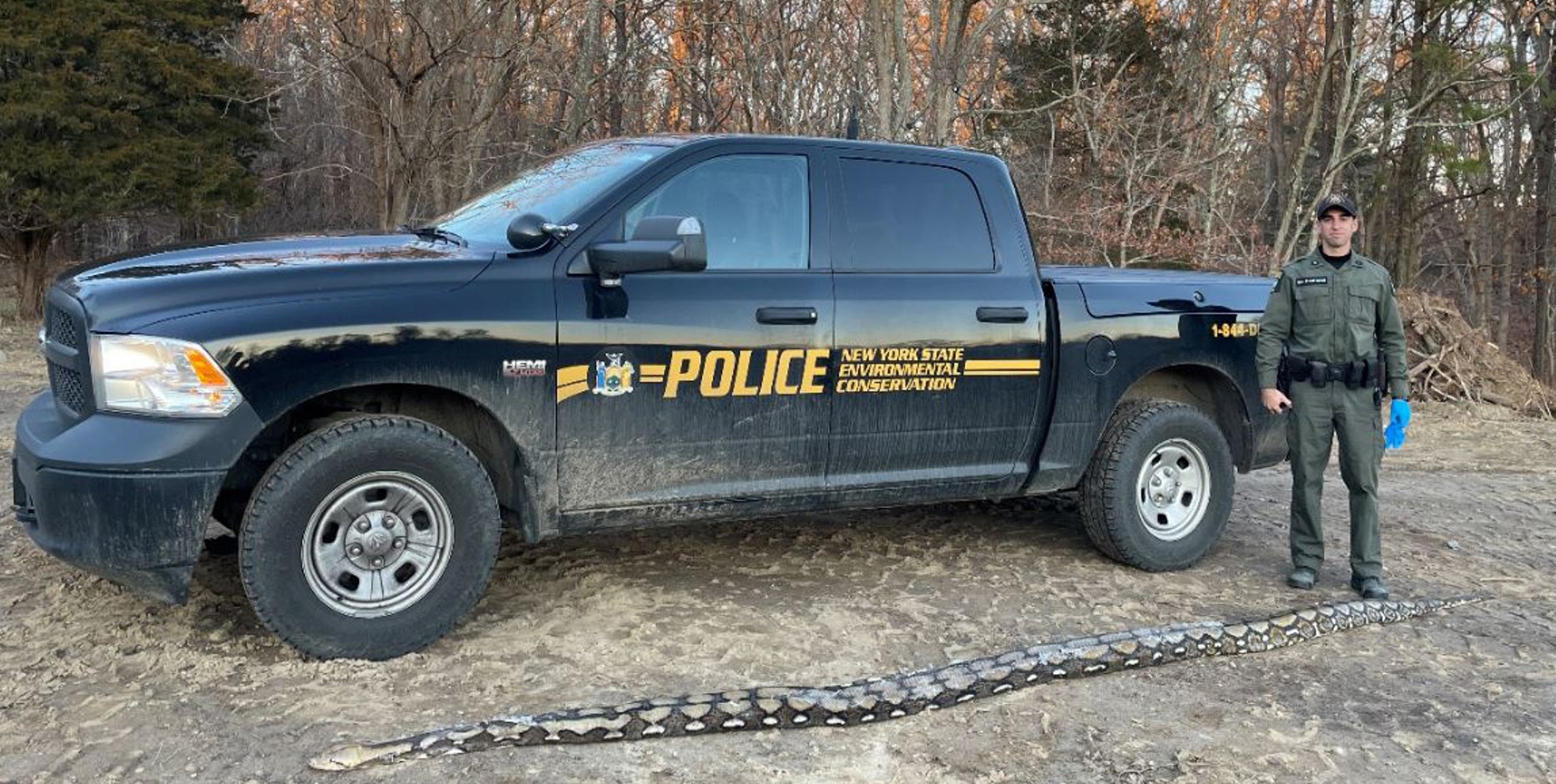 ‘Extremely large’ snake spotted in NY; what to do if you see one | FOX ...