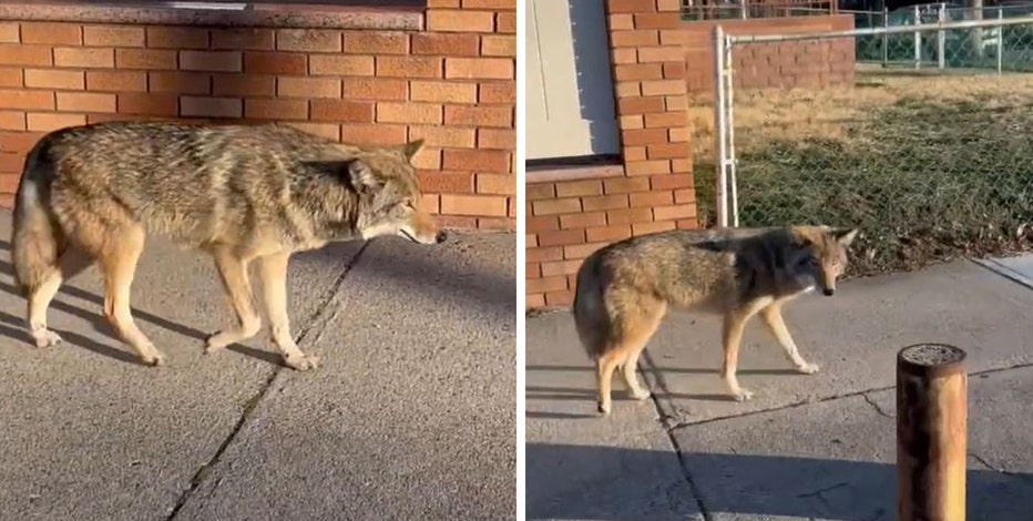 Coyote spotted strolling through Queens neighborhood