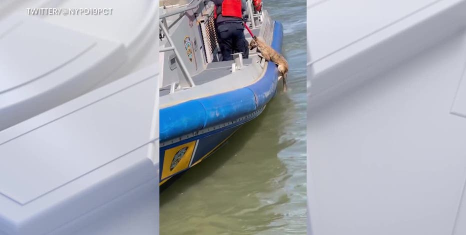 Video: Coyote rescued from East River in New York City